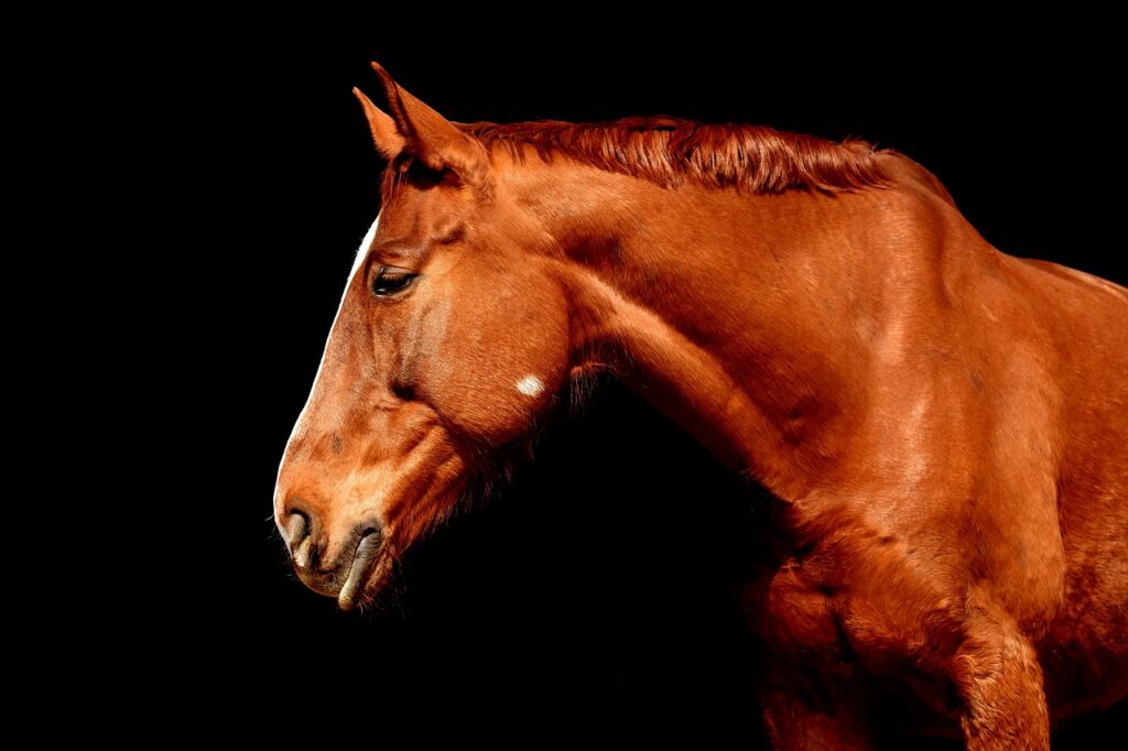 horse, brown, portrait